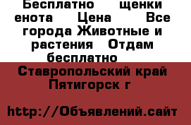 Бесплатно !!! щенки енота!! › Цена ­ 1 - Все города Животные и растения » Отдам бесплатно   . Ставропольский край,Пятигорск г.